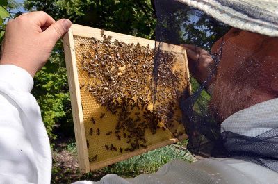 соты с пчелами